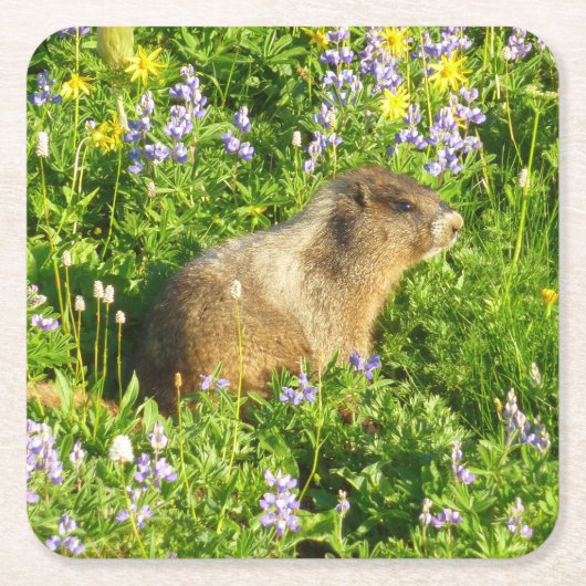Marmot in Mount Rainier Wildbloemen Kartonnen Onderzetters (Voorkant)