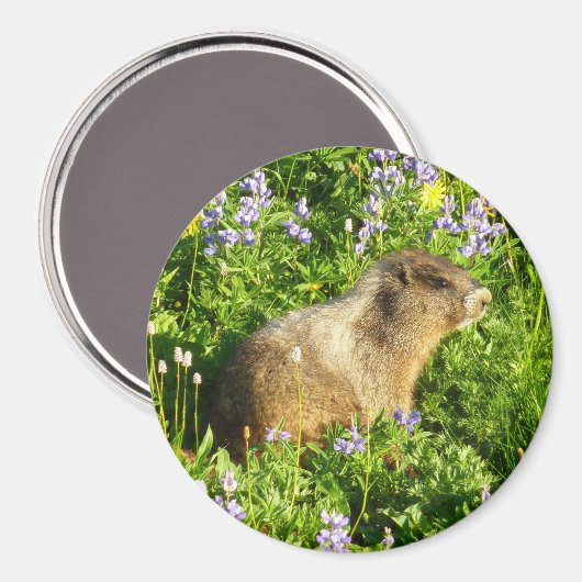 Marmot in Mount Rainier Wildbloemen Magneet (Voorkant / Achterkant)