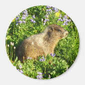 Marmot in Mount Rainier Wildbloemen Magneet (Voorkant)