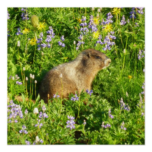 Marmot in Mount Rainier Wildbloemen Perfect Poster (Voorkant)