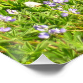 Marmot in Mount Rainier Wildbloemen Perfect Poster (Hoek)