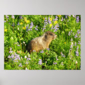 Marmot in Mount Rainier Wildbloemen Poster (Voorkant)