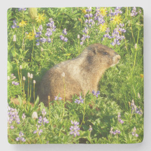 Marmot in Mount Rainier Wildbloemen Stenen Onderzetter