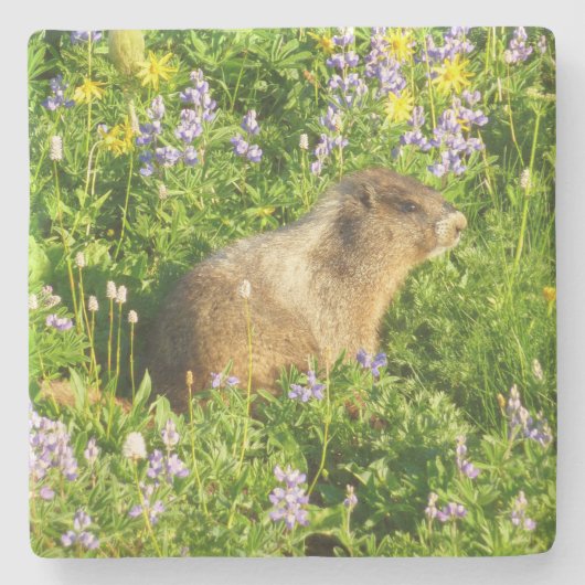 Marmot in Mount Rainier Wildbloemen Stenen Onderzetter (Voorkant)