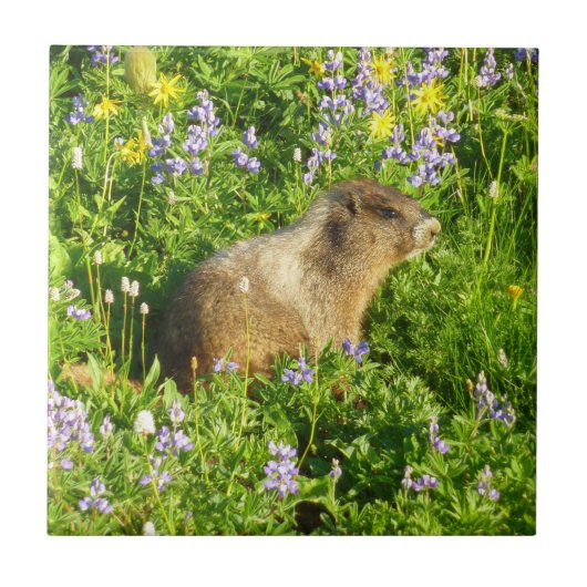 Marmot in Mount Rainier Wildbloemen Tegeltje (Voorkant)