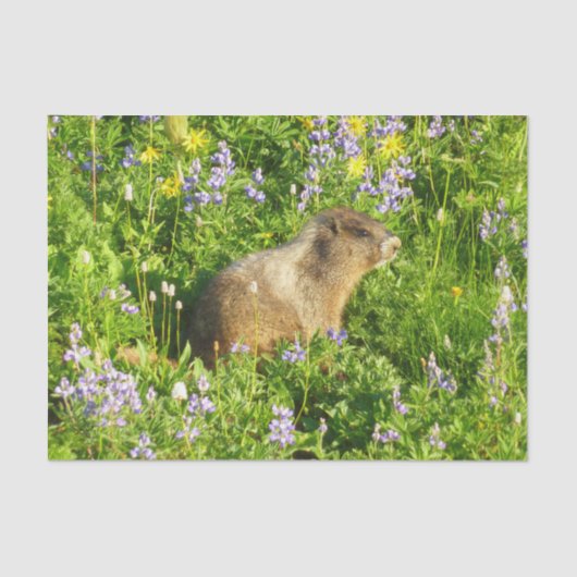 Marmot in Mount Rainier Wildbloemen Tissuepapier (Voorkant)