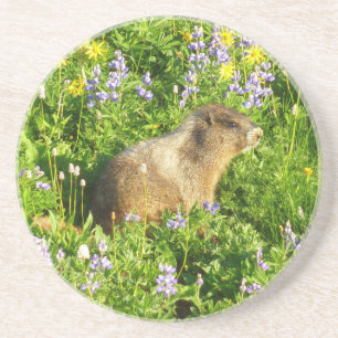 Marmot in Mount Rainier Wildbloemen Zandsteen Onderzetter