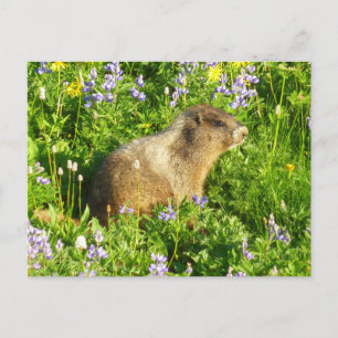 Marmot in Mount Rainier Wilde Bloemen Briefkaart