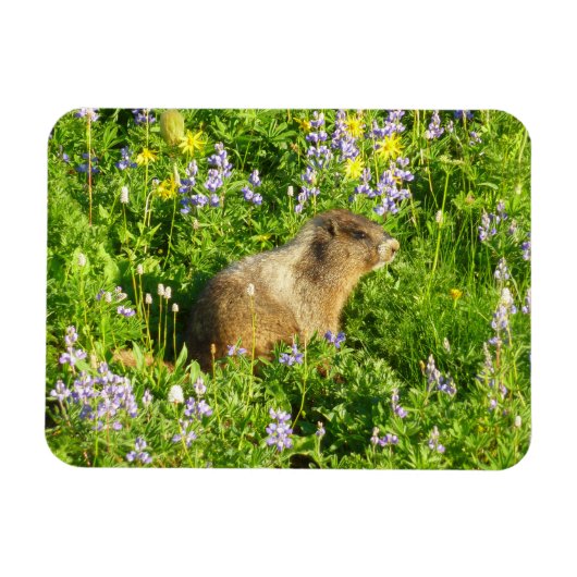 Marmot in Mount Rainier Wilde Bloemen Magneet (Horizontaal)