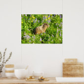 Marmot in Mount Rainier Wilde Bloemen Poster (Keuken)