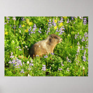 Marmot in Mount Rainier Wilde Bloemen Poster