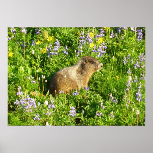 Marmot in Mount Rainier Wilde Bloemen Poster (Voorkant)