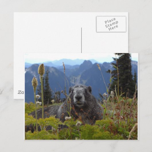 marmot in paradijs briefkaart (Voorkant / Achterkant)