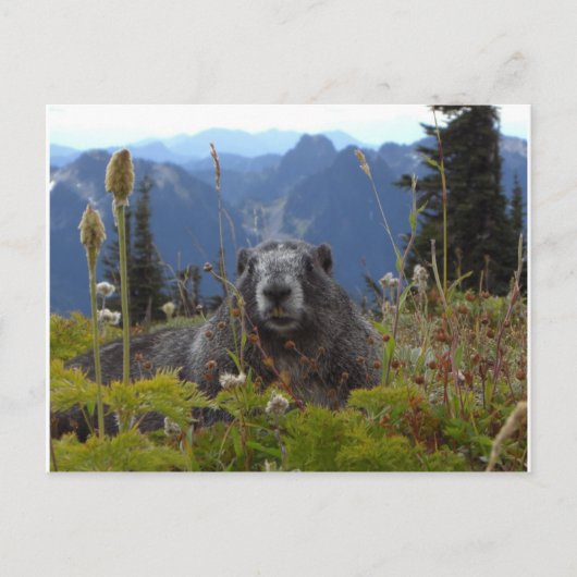 marmot in paradijs briefkaart (Voorkant)