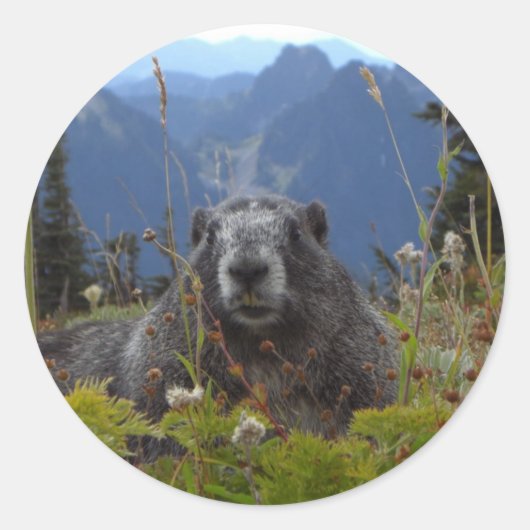 marmot in paradijs ronde sticker (Voorkant)