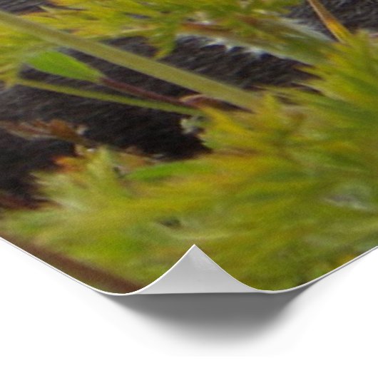 Marmot in Paradise Poster (Hoek)