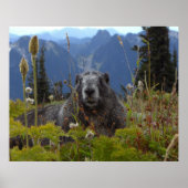 Marmot in Paradise Poster (Voorkant)