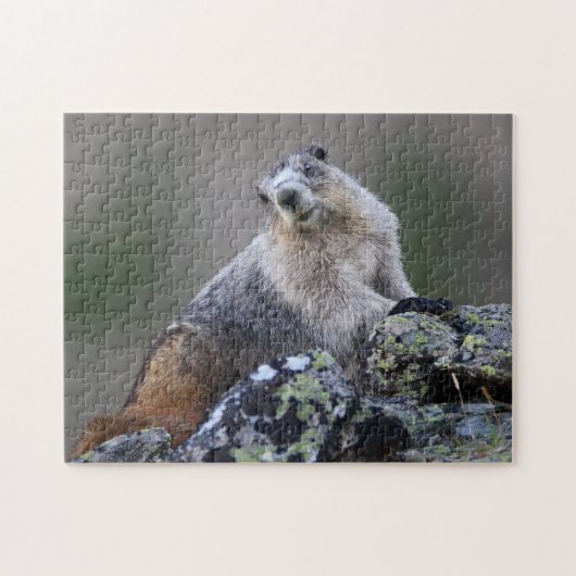 Marmot Legpuzzel (Horizontaal)
