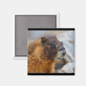Marmot Magneet (Voorkant / Achterkant)