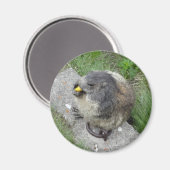 Marmot magnet (Voorkant / Achterkant)