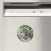 Marmot magnet (Insitu (Vaatwasser))