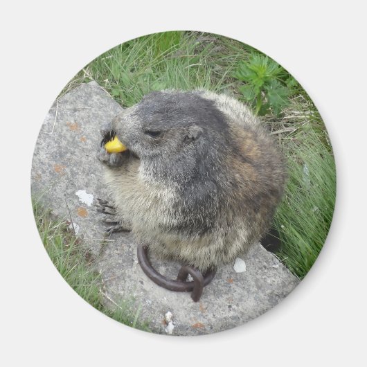 Marmot magnet (Voorkant)