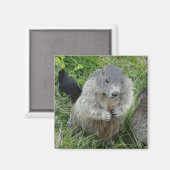 Marmot magnet (Voorkant / Achterkant)