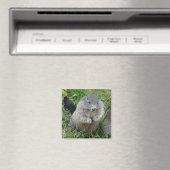 Marmot magnet (Insitu (Vaatwasser))