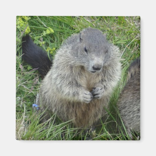 Marmot magnet (Voorkant)
