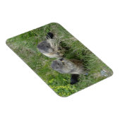 Marmot magnet magneet (Rechterzijde)