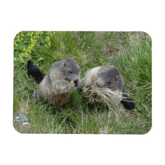 Marmot magnet magneet (Horizontaal)