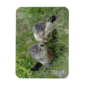 Marmot magnet magneet (Verticaal)