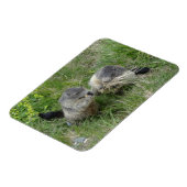 Marmot magnet magneet (Linkerzijde)