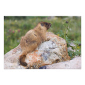 Marmot, marmota flaviventris, gele buik; foto afdruk (Voorkant)
