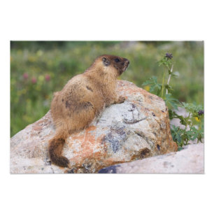 Marmot, marmota flaviventris, gele buik; foto afdruk