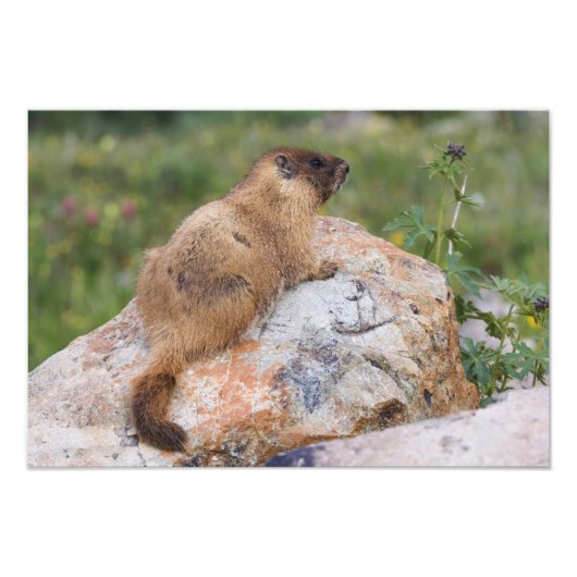 Marmot, marmota flaviventris, gele buik; foto afdruk (Voorkant)