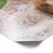 Marmot, marmota flaviventris, gele buik; foto afdruk (Hoek)