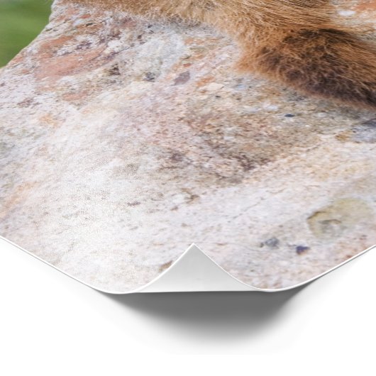 Marmot, marmota flaviventris, gele buik; foto afdruk (Hoek)