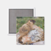 Marmot, marmota flaviventris, gele buik; magneet (Voorkant / Achterkant)