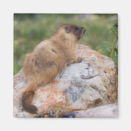 Marmot, marmota flaviventris, gele buik; magneet (Voorkant)
