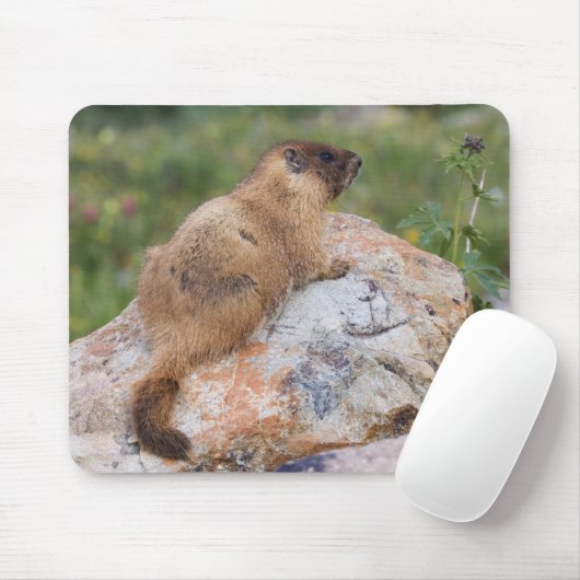 Marmot, marmota flaviventris, gele buik; muismat (Met muis)