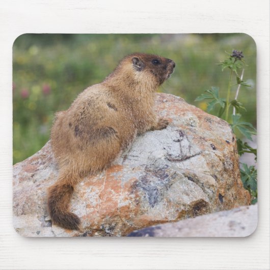 Marmot, marmota flaviventris, gele buik; muismat (Voorkant)
