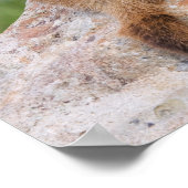 Marmot, marmota flaviventris, gele buik; poster (Hoek)