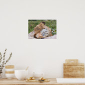 Marmot, marmota flaviventris, gele buik; poster (Keuken)