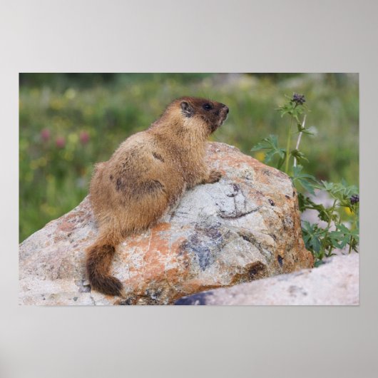 Marmot, marmota flaviventris, gele buik; poster (Voorkant)