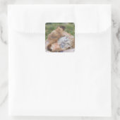 Marmot, marmota flaviventris, gele buik; vierkante sticker (Tas)