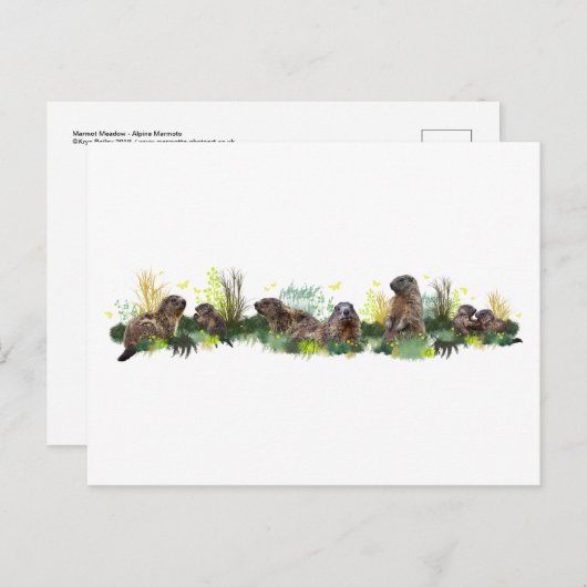 Marmot Meadow Briefkaart (Voorkant / Achterkant)