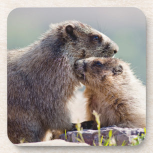 Marmot Moeder met Baby Bier Onderzetter