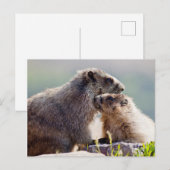Marmot Moeder met Baby Briefkaart (Voorkant / Achterkant)