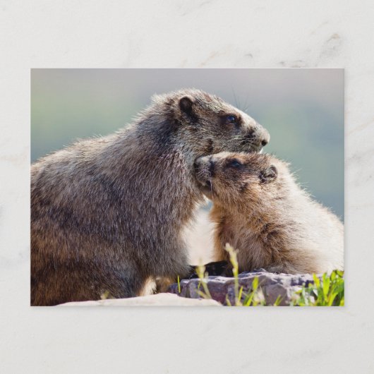 Marmot Moeder met Baby Briefkaart (Voorkant)